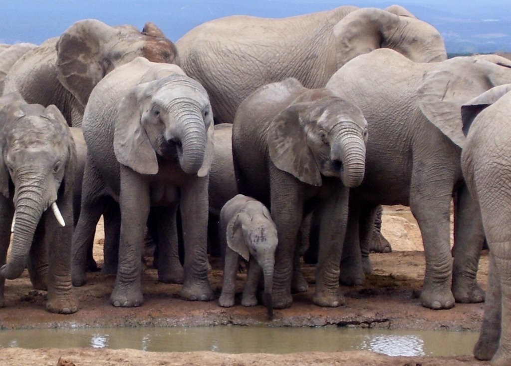 Addo Elephant Family by Firefly Africa