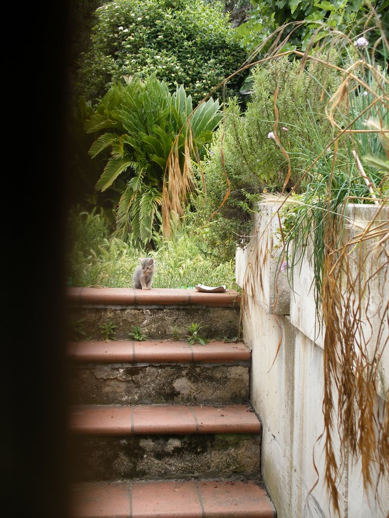 Una tigre nel mio giardino by di turi domenico