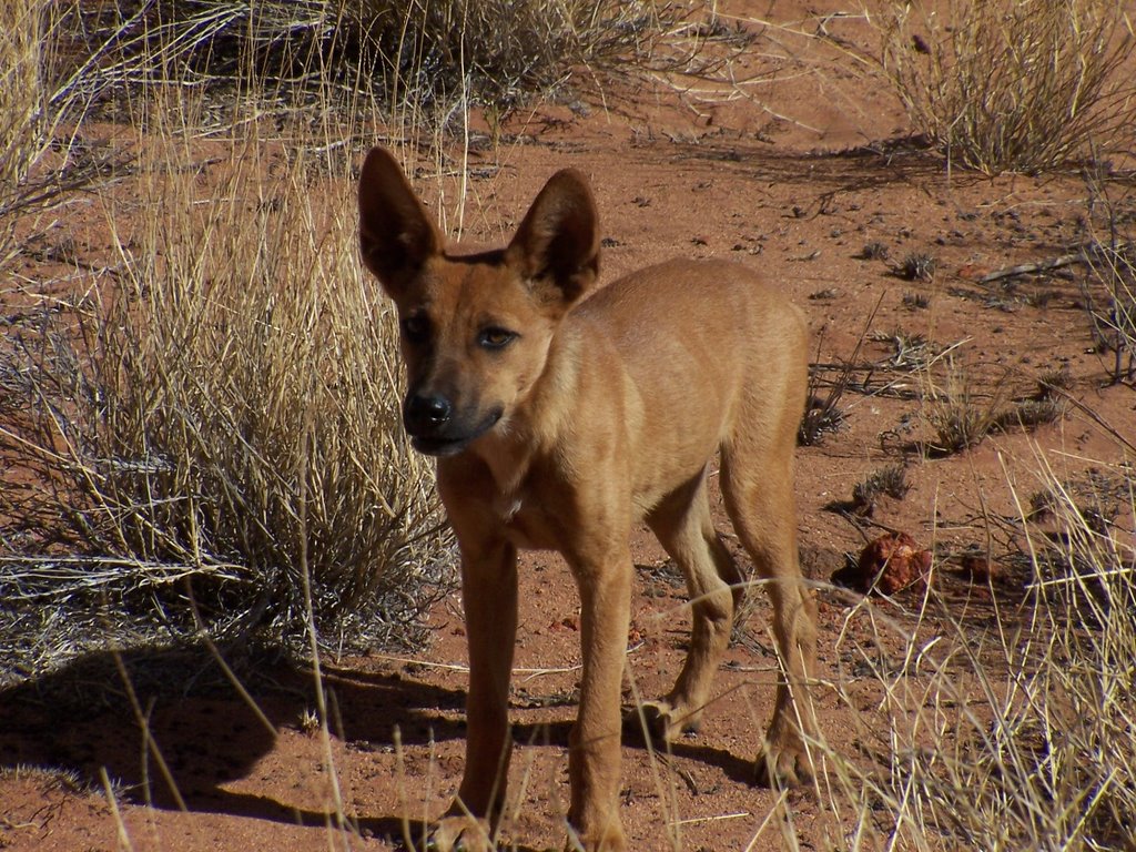 Wild dingo, ayers rock 100_8962 by ron-deans