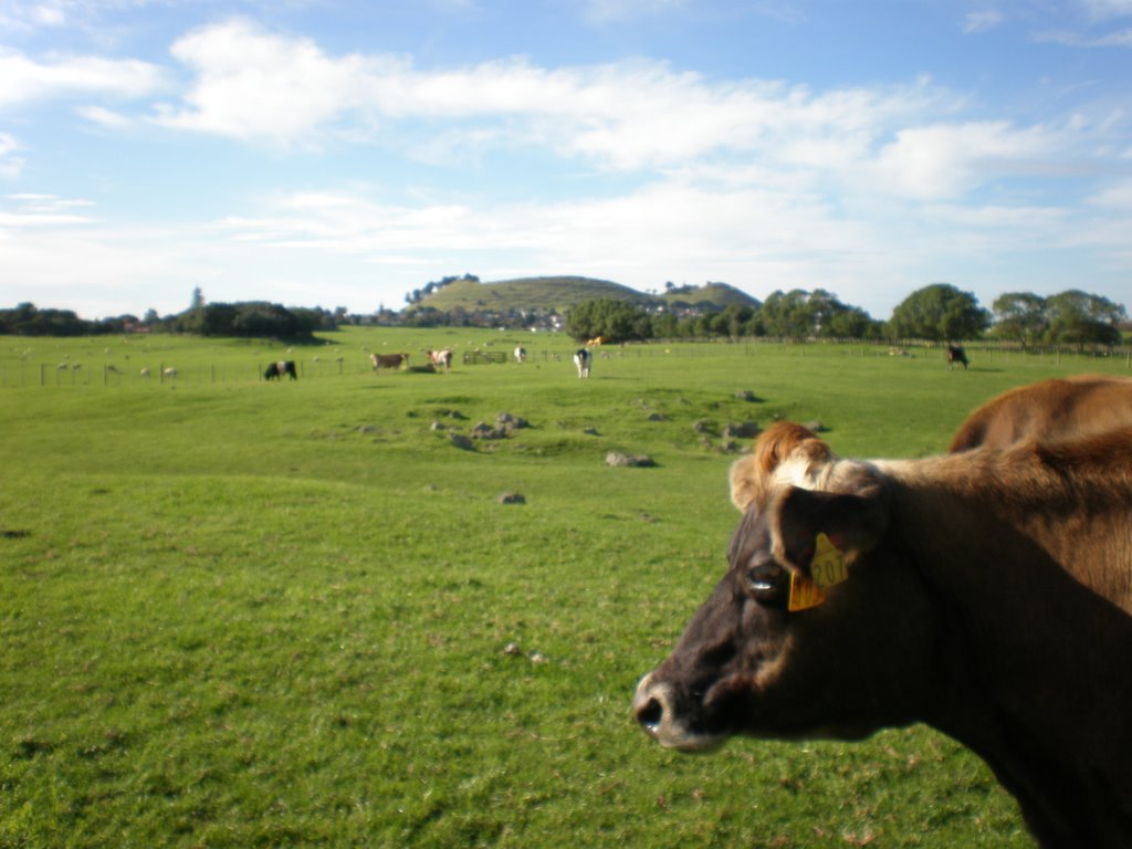 Mangere Bridge, Auckland, New Zealand by sundaywashingline