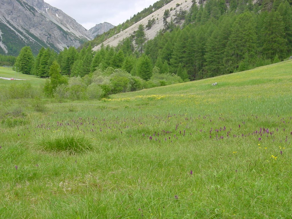 Val Müstair - Quellgebiet des Rombachs, Blick Richtung Pass dal Fuorn by greenplanet