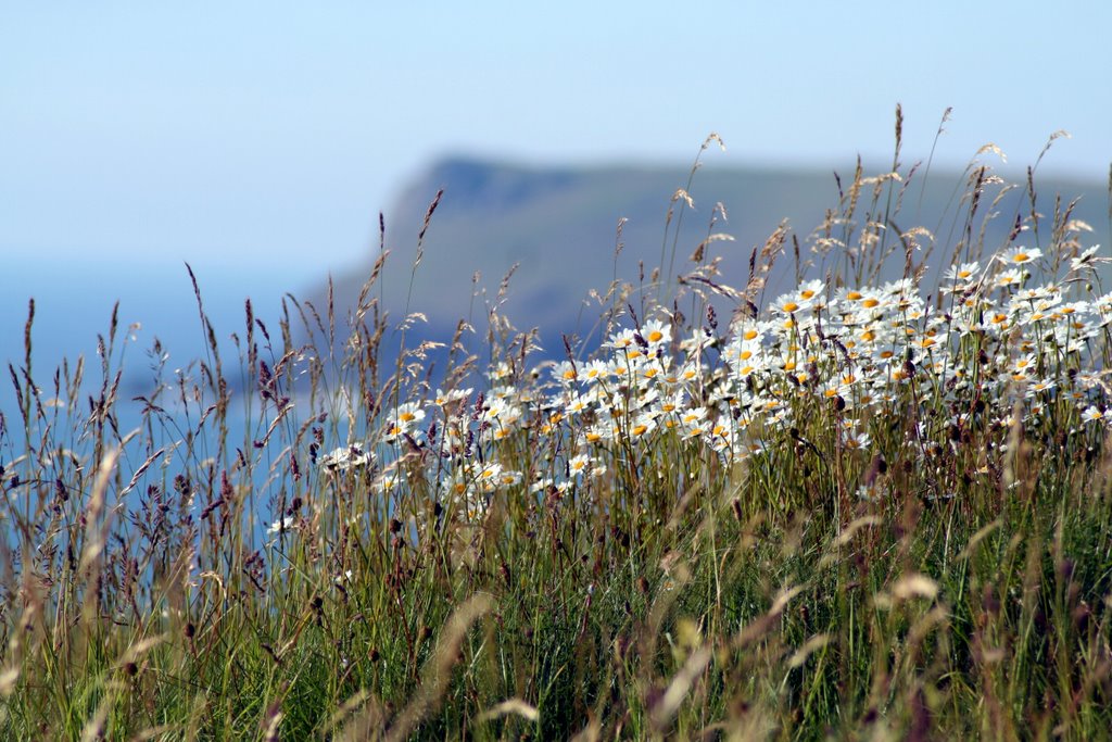 Brea Hill Daisies & Pentire by Peter Connolly