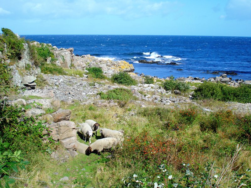 Bornholmer Nordküste by Ralf Richter