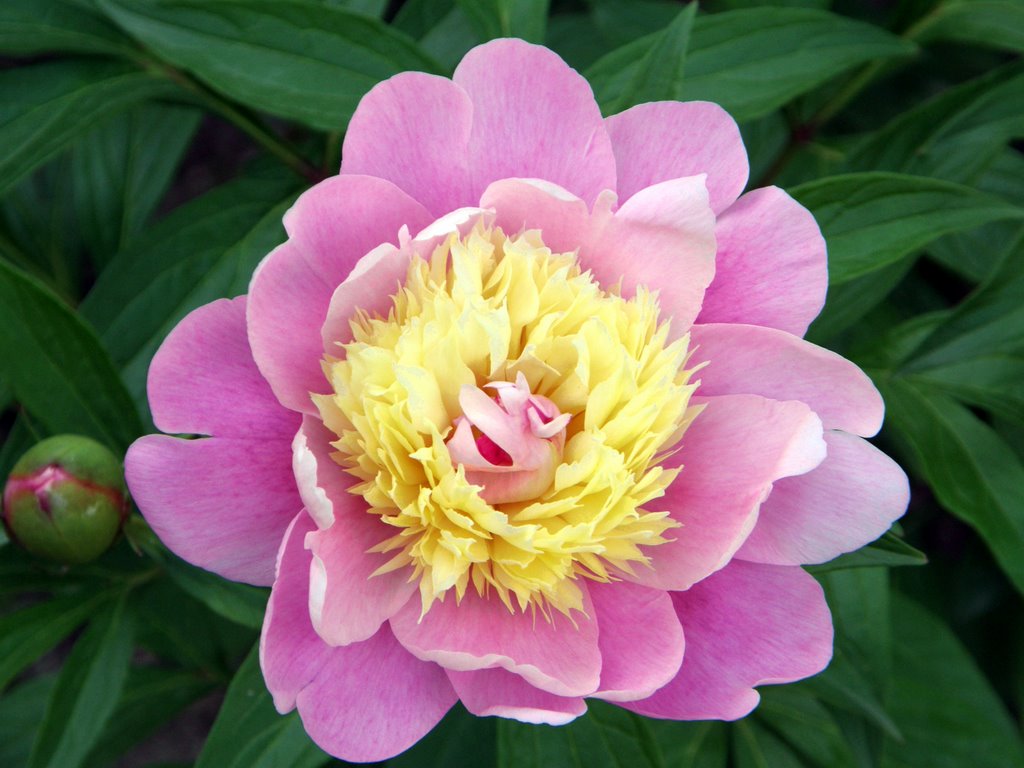 Peony Macro by crokey