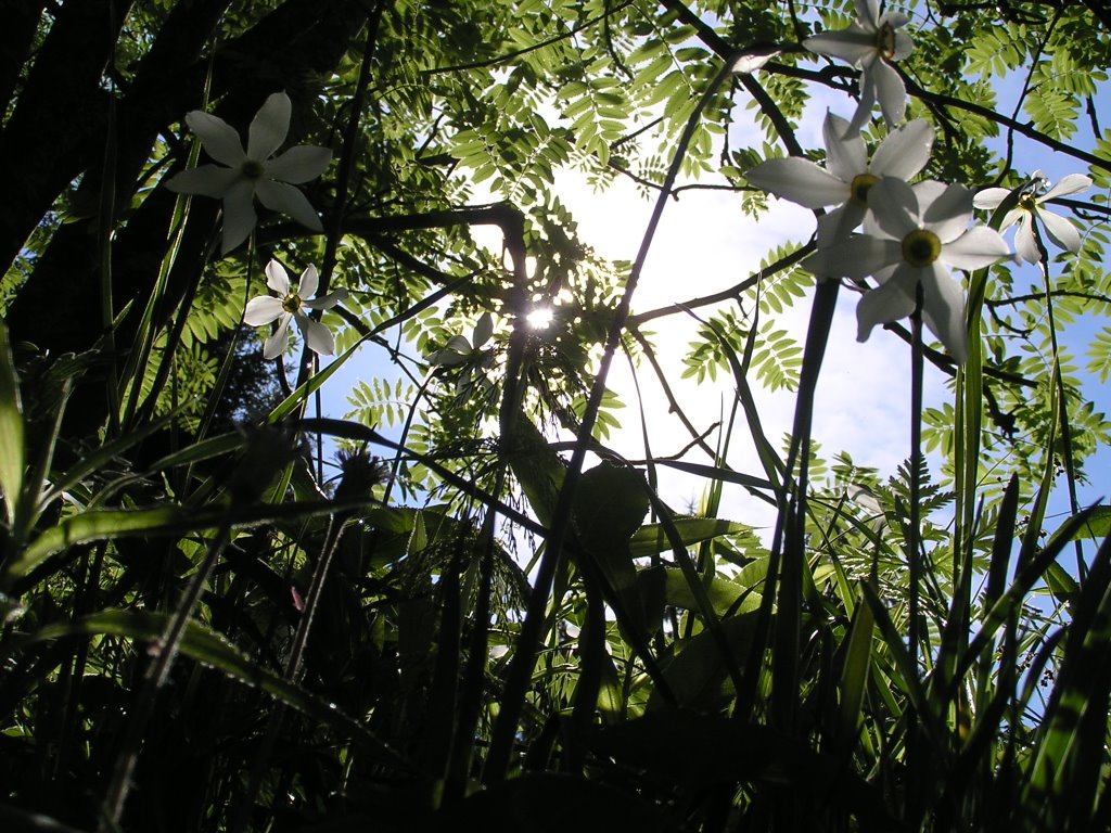 Mountain-flower-fairie's waking-up by StuckenPeter