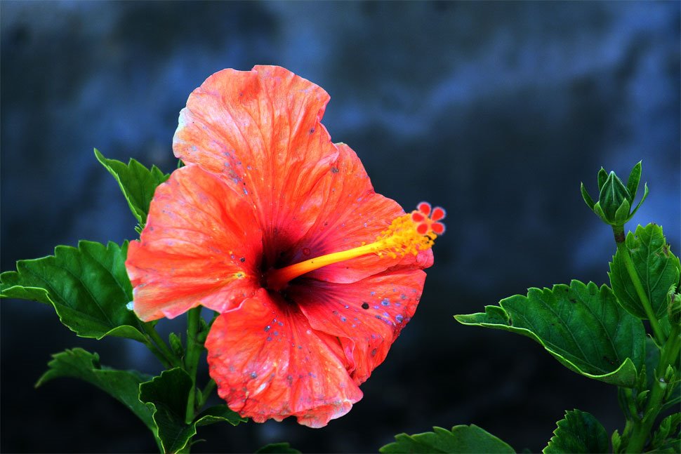 Otro Hibiscus,,,, by jose vazquezjosedeme…