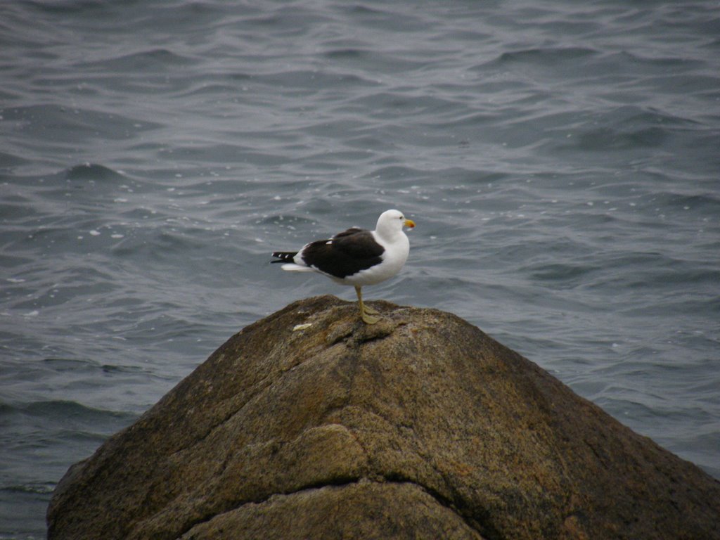 Gaviota en roquerio by Felipe Andrés Herrer…