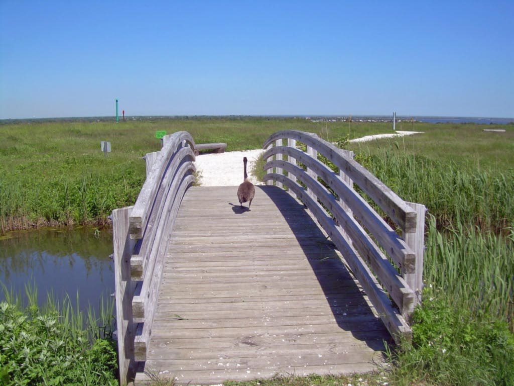 Norman Levy Nature Preserve by Morton Fox