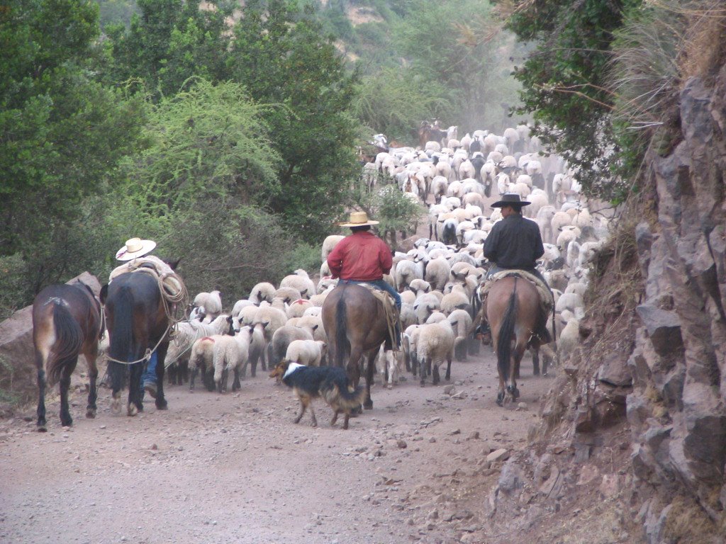 Arreando el piño by horacioparrague