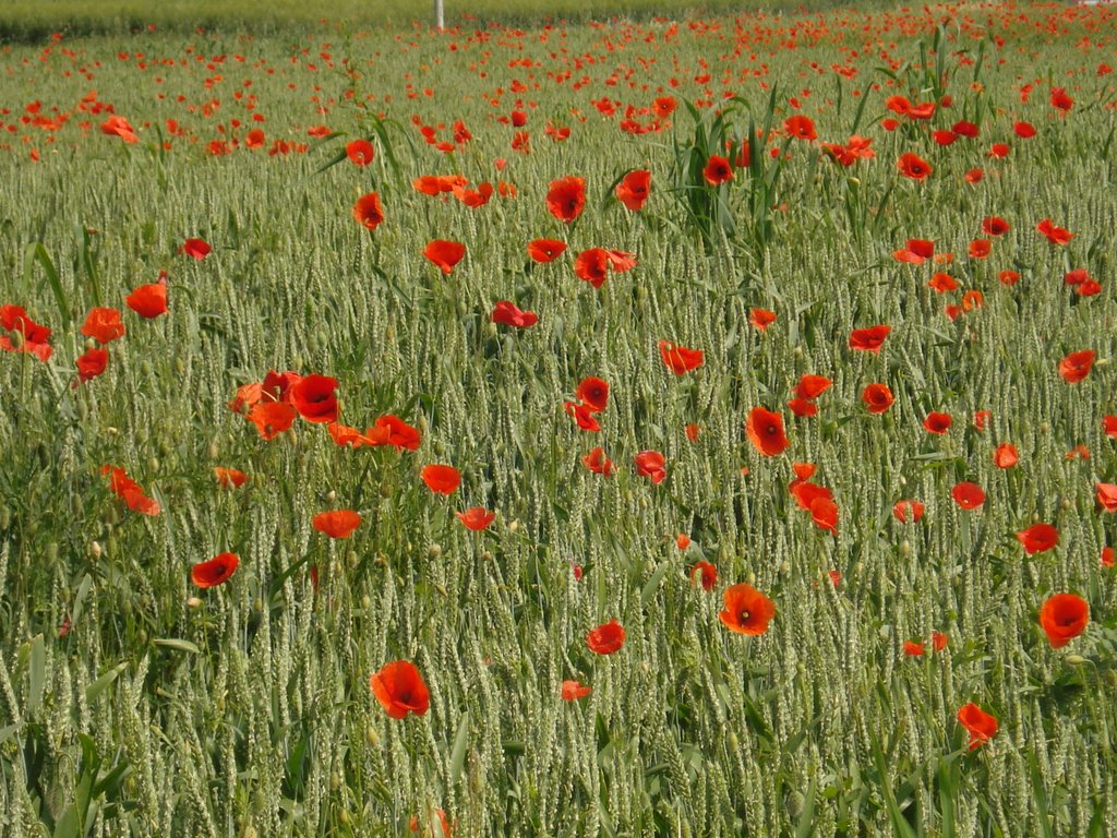 Campo di tulipani by silvia_montanari