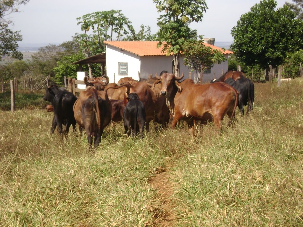 Herd of Gir! By Caio Mendes. by caiomendes