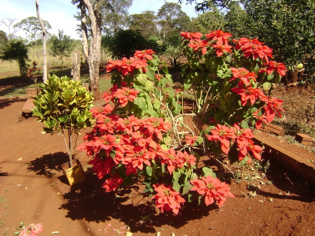 Flores de Goias - Caio Mendes. by caiomendes