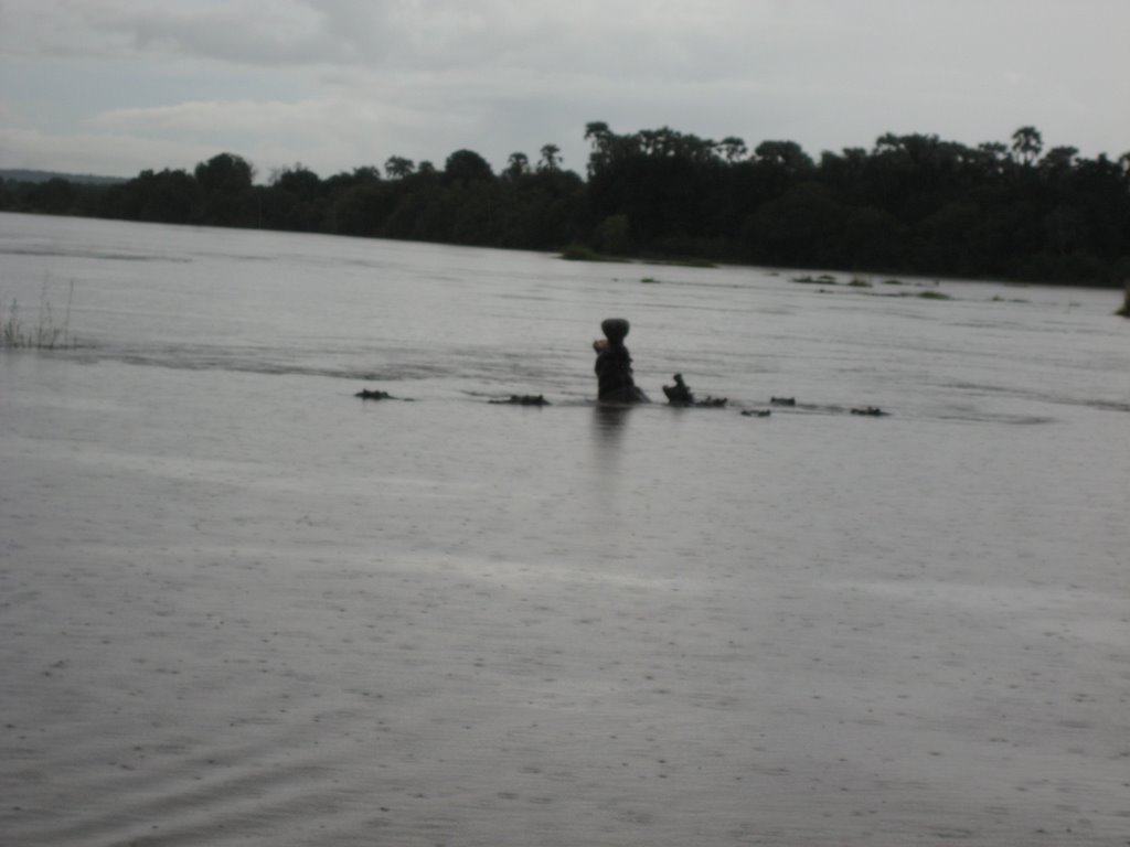 Hippopotamus in Zambezi River by TOSHIKO NUMATA