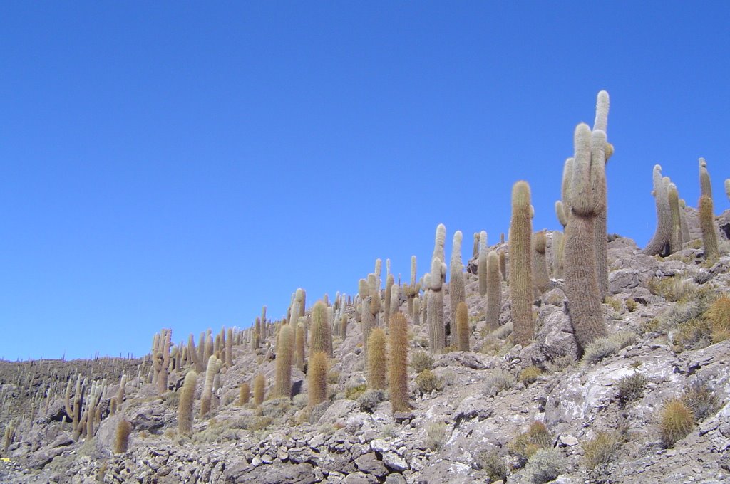 Ile aux cactus au salar d'Uyuni by Fredy Thomas