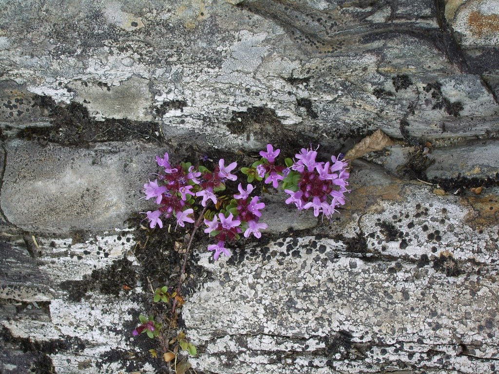 Thyme on a rock by wiggyretired