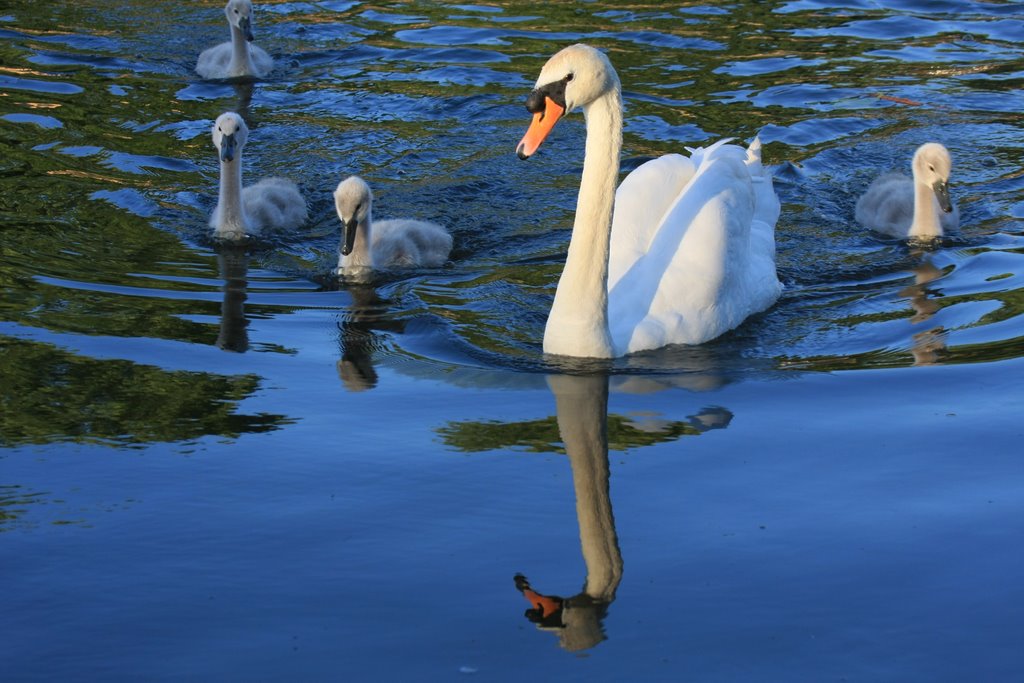 Sailing On The Ripples by Faintlightofdawn