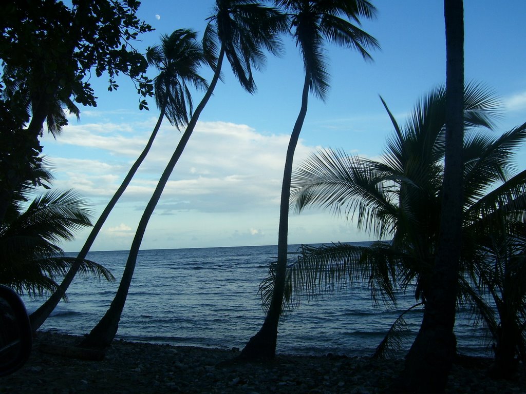 Palmar en la costa, Patillas, P.R. by JC Silva