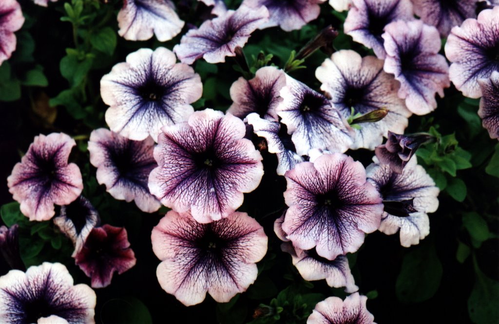 Old Colwyn Flower Power by Len Firewood