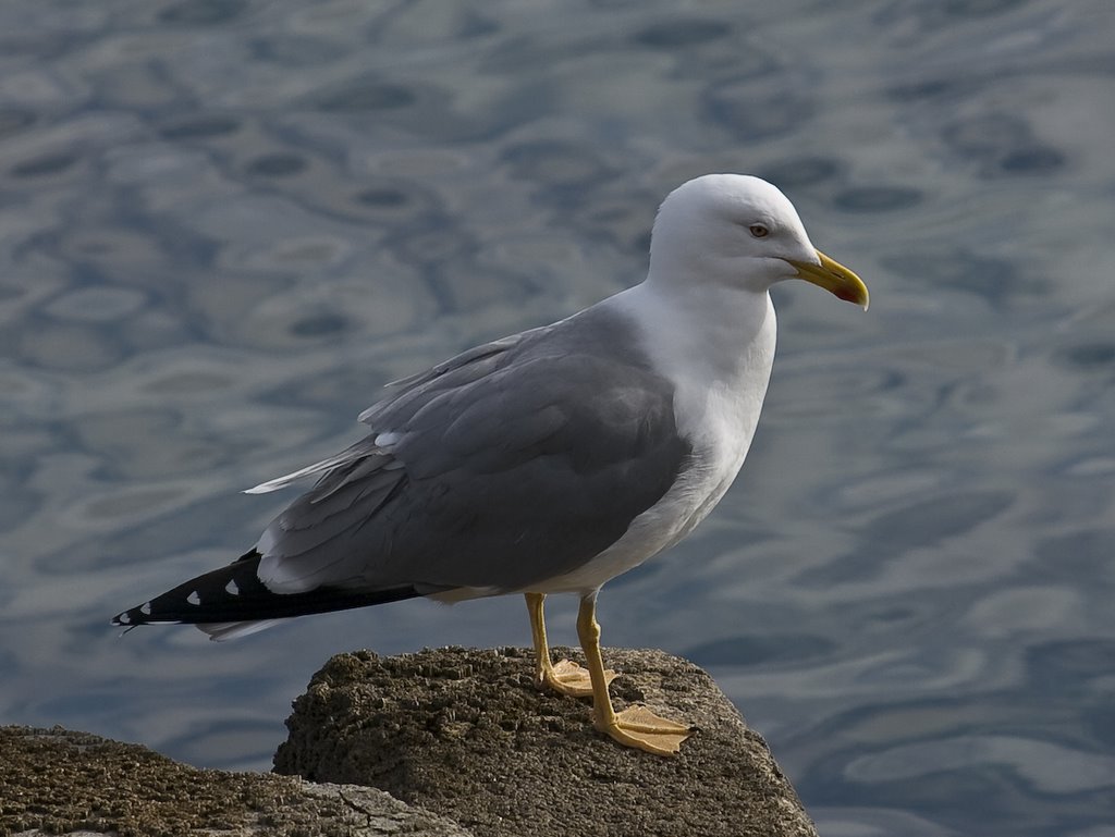 Gaviota. Muxia. by agu_xauen