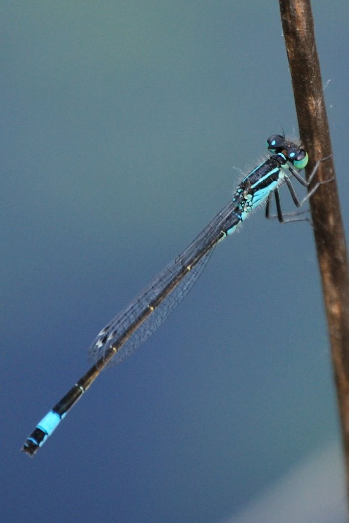 Damigella (Ischnura elegans) by Sergio Canobbio