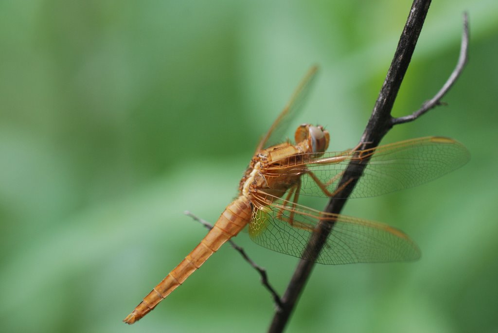 Libellula (Crocothemis sp.) by Sergio Canobbio