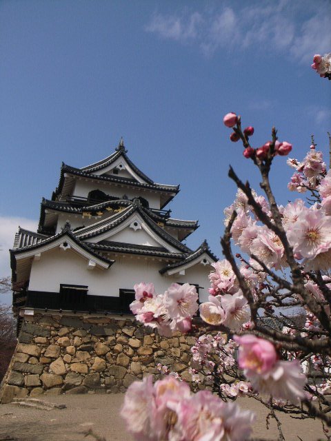 Hikone Castle---Ume by koroy