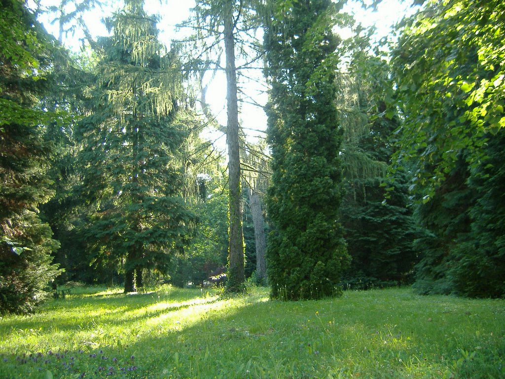 A vén fenyő napfénypalástja by Károly Kovács