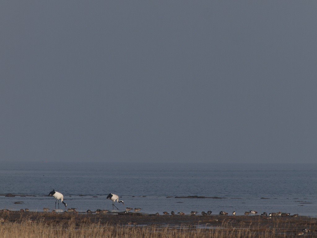 Japanese Crane by japnese.crane