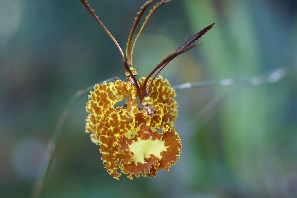 Psychopsis krameriana by Jorge Chinchilla