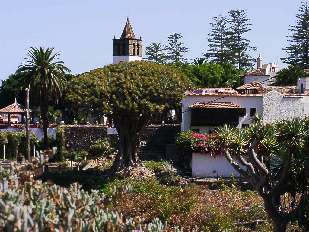 The oldest Dragon Tree -Drago Milenario-- Icod de los Vinos by world of pictures by…