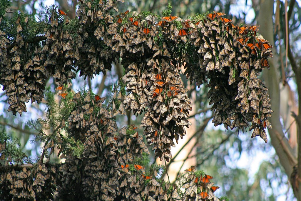 Over-wintering Monarch Butterflies in clusters by Edward Rooks