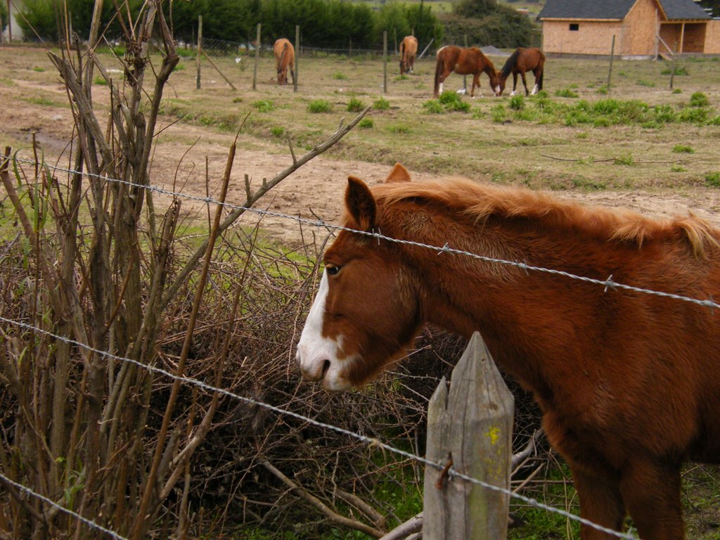 Caballo by Felipe Andrés Herrer…