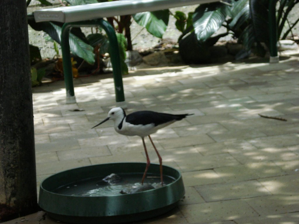 Kuranda Bird world by marta1103