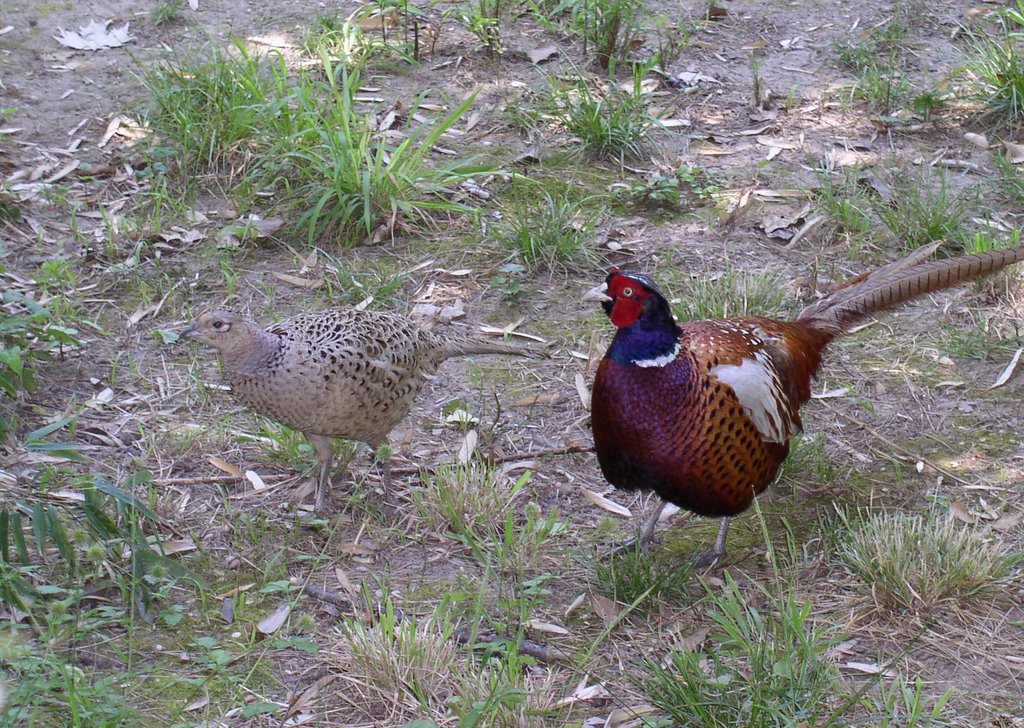 Pareja de faisanes.(Phasianus colchicus) by mundele.