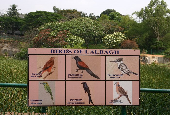 Birds in Lalbagh by Fartash Barvarz