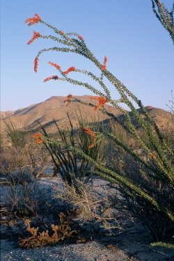 Anza Borrego Desert, California by faureo