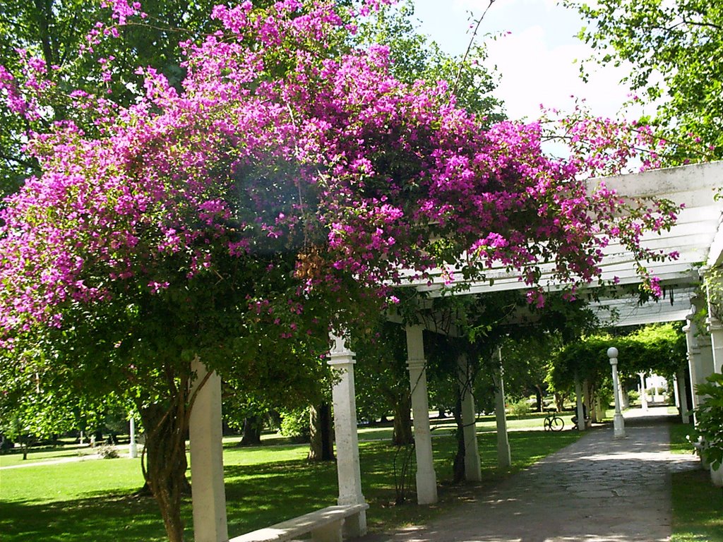 La vieja pérgola de mi plaza by cocosara80