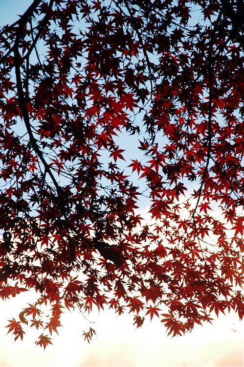 称名寺の紅葉 / Maples at Shōmyō-ji by Jim Spaulding