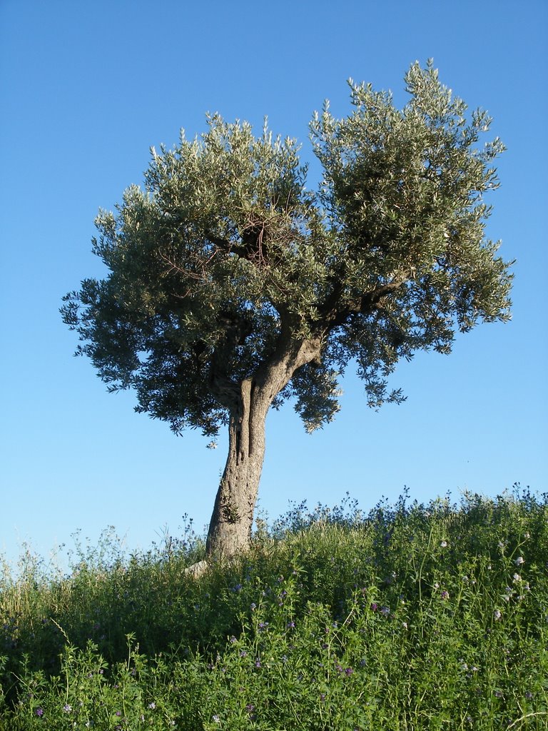 64013 Corropoli, Province of Teramo, Italy by di turi domenico