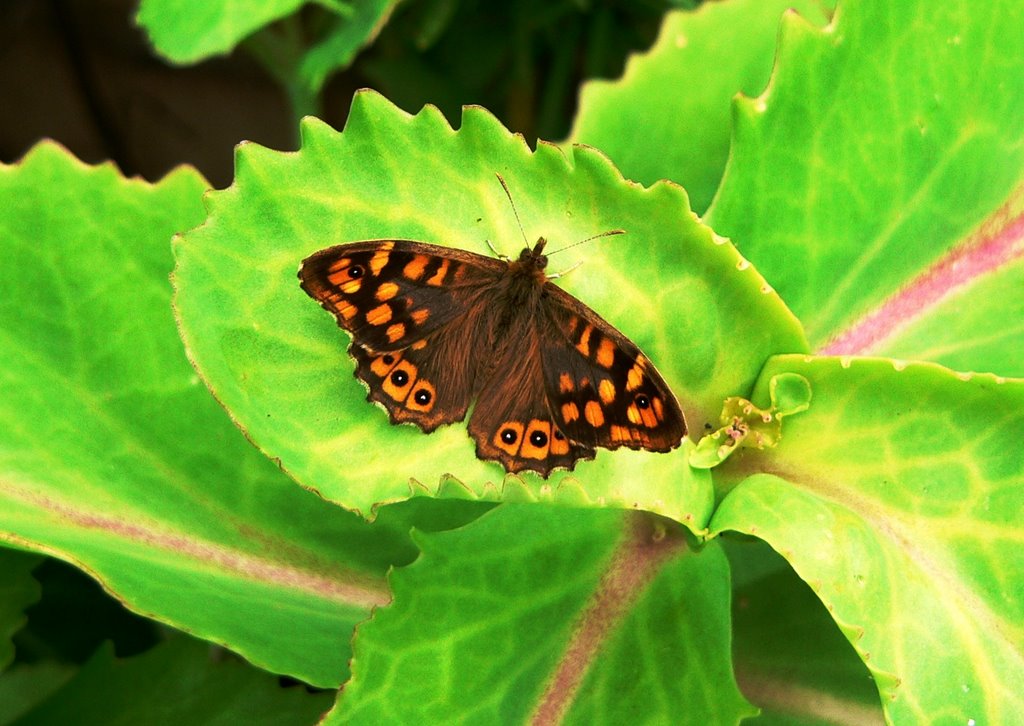 Mariposa salta cercas. by Jose Luis hernandez …