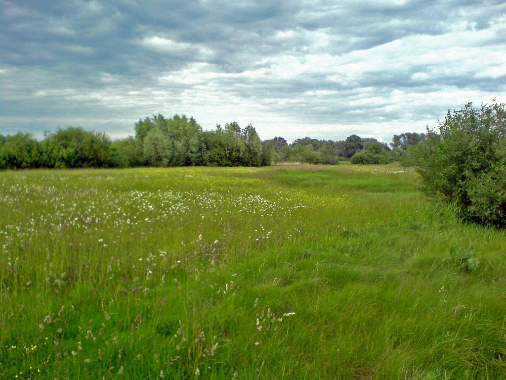 Łąka nad Bugiem (czerwiec 2008) by paweł páll ævar