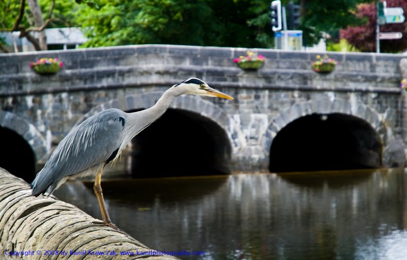 Westport: Heron by kamil krawczak