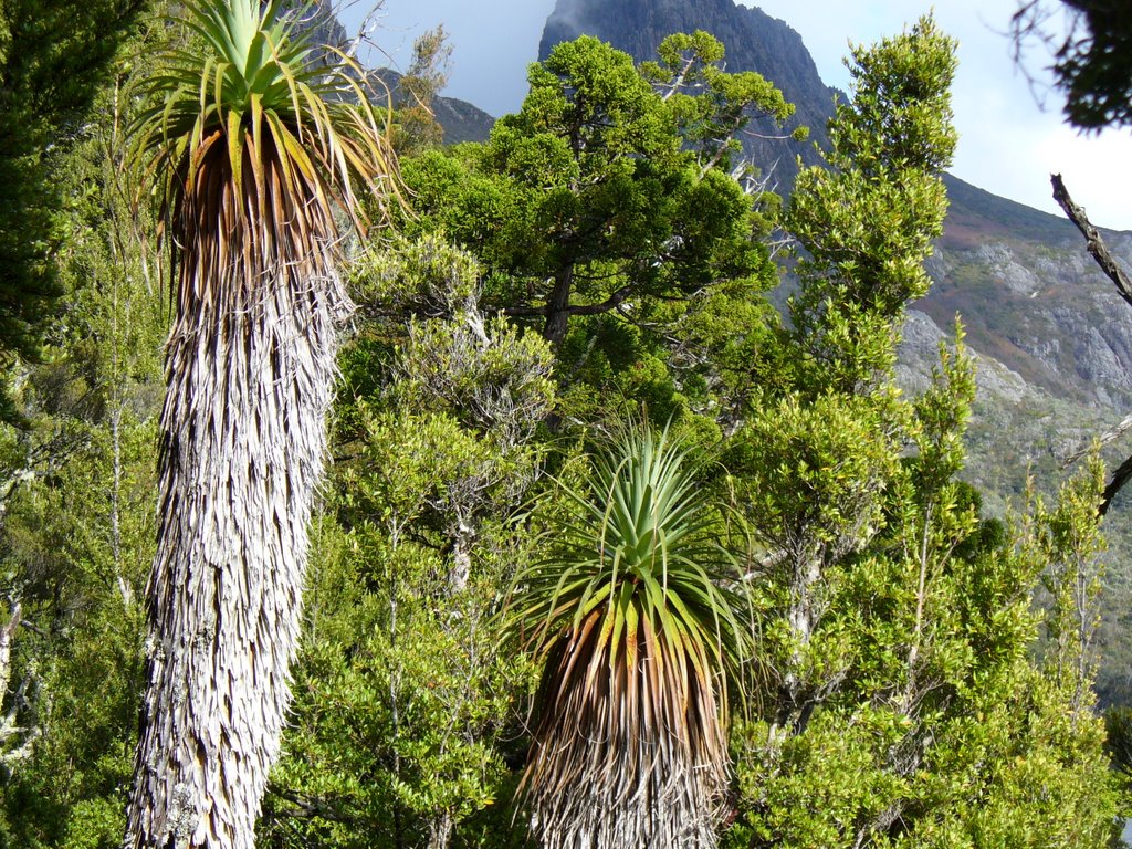 Cradle Mountain - Lake Dove Circuit, Tassie by Lo zio di Leo