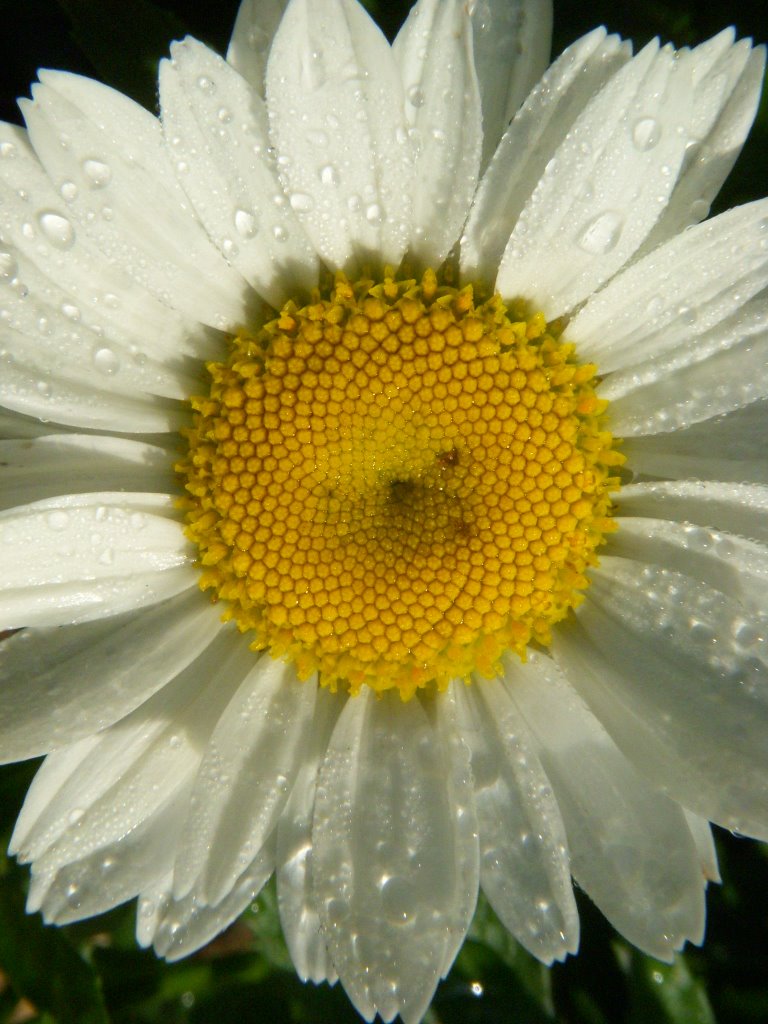 Daisy Close Up by Linda Groendyke