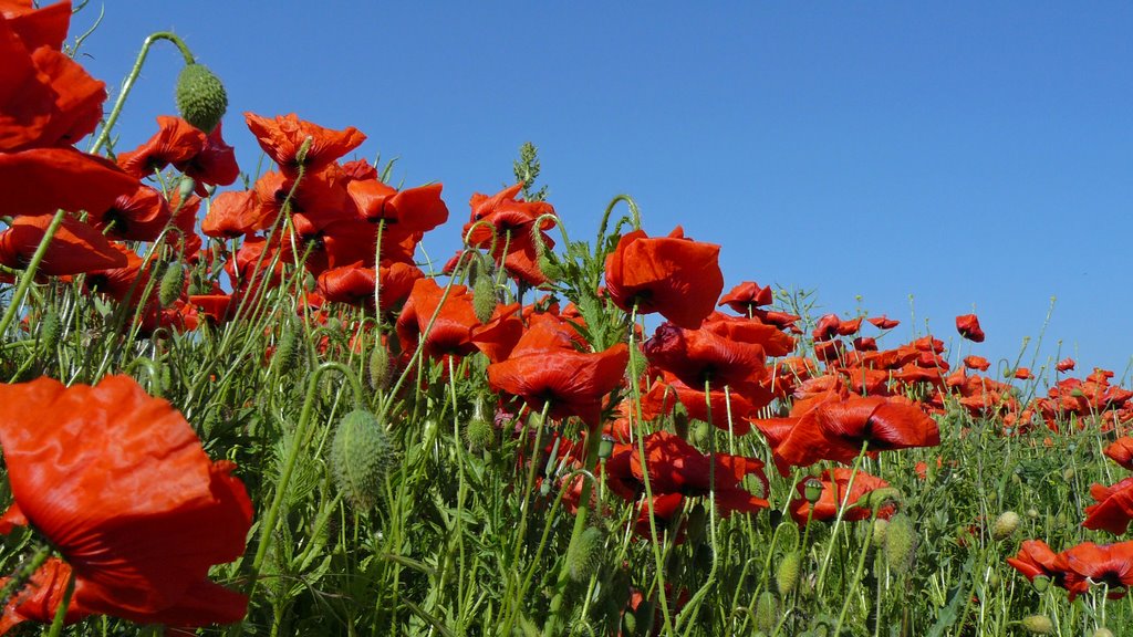 Mohn diagonal... by tumblr.tk