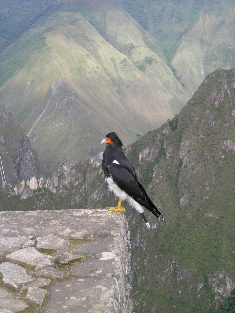 Falcon at Machu Picchu by Hans Petter