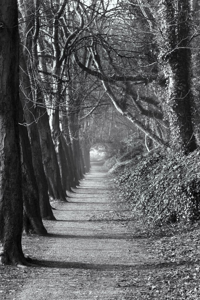 St Annes Park Autumn by Jarlath Heneghan