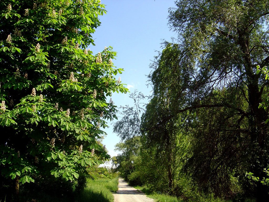 Trees around the path by http://www.meispix.com (Philippe Meisburger)