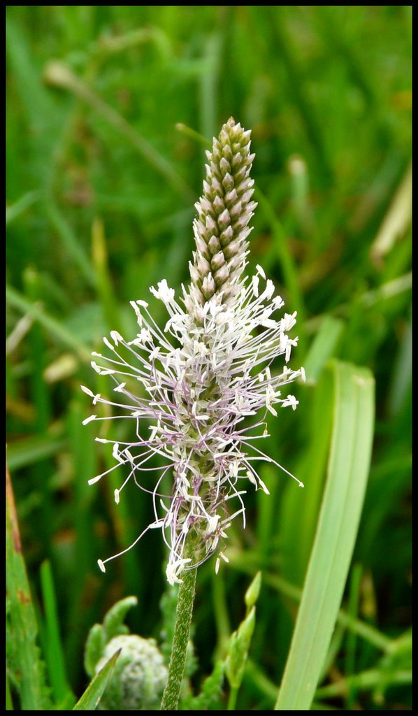 Fiore di montagna by Sara Capparotto