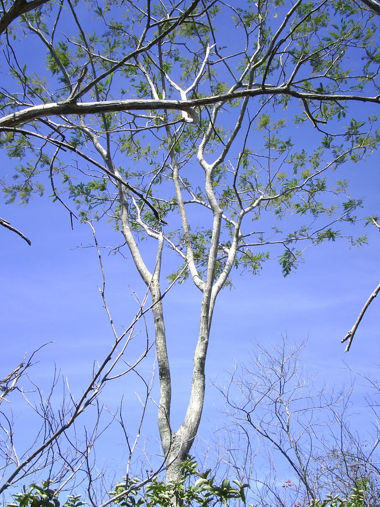 RPPN Serra das Almas (savanna) - Crateús - CE - June/2008 by bekbra